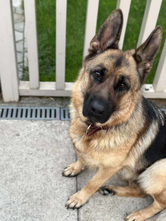 Собаки в других городах Московской области: Пропала немецкая овчарка в Московской области, Красногорский рн Девочка, 50 000 руб. - фото 2