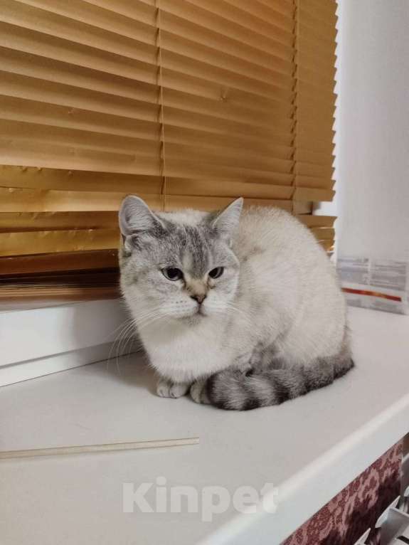 Кошки в Москве: Венера Девочка, 10 000 руб. - фото 2