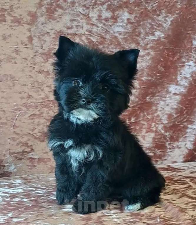 Собаки в Санкт-Петербурге: Мини девочка чёрный йорк Девочка, 95 000 руб. - фото 1