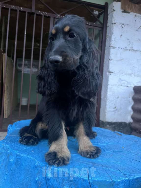 Собаки в других городах Ставропольского края: Английский Кокер спаниель  Мальчик, Бесплатно - фото 4