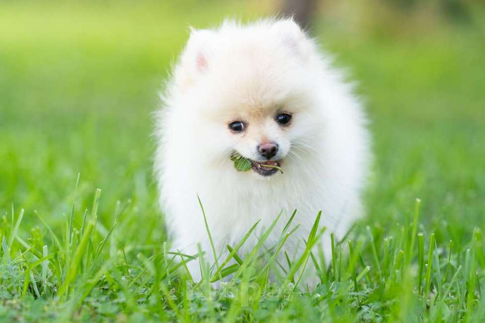 Собаки в других городах Московской области: Мальчик Тишка Мальчик, 30 000 руб. - фото 5