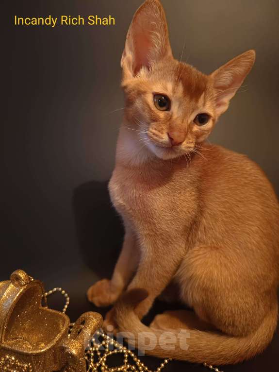 Кошки в Москве: Премиальные абиссинские котята Мальчик, 95 000 руб. - фото 4