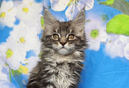 Котёнок Мейн Кун Девочка из питомника