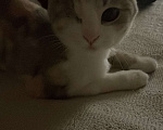 Кошки в Ростове-на-Дону: Потерялась кошка Девочка, Бесплатно - фото 3