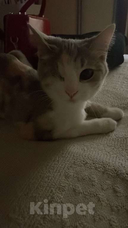 Кошки в Ростове-на-Дону: Потерялась кошка Девочка, Бесплатно - фото 3