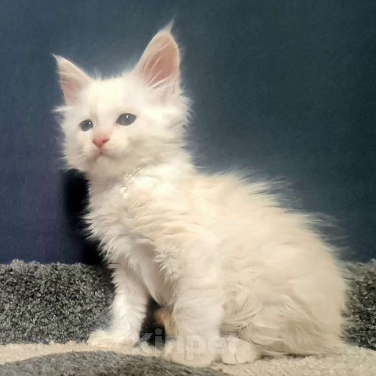 Кошки в других городах Ярославской области: Мейн кун мальчик Мальчик, Бесплатно - фото 1