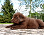 Собаки в Санкт-Петербурге: Шоколадная девочка  Девочка, 45 000 руб. - фото 2
