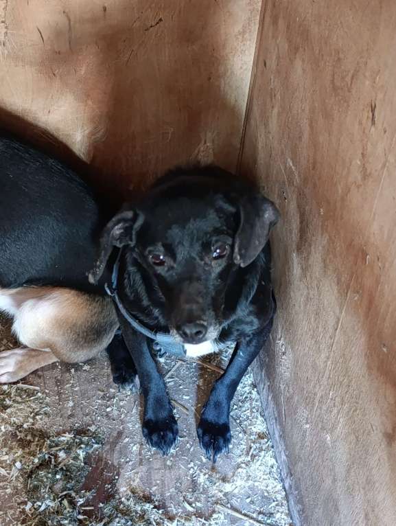 Собаки в Москве: Небольшая собачка в добрые руки Девочка, Бесплатно - фото 3