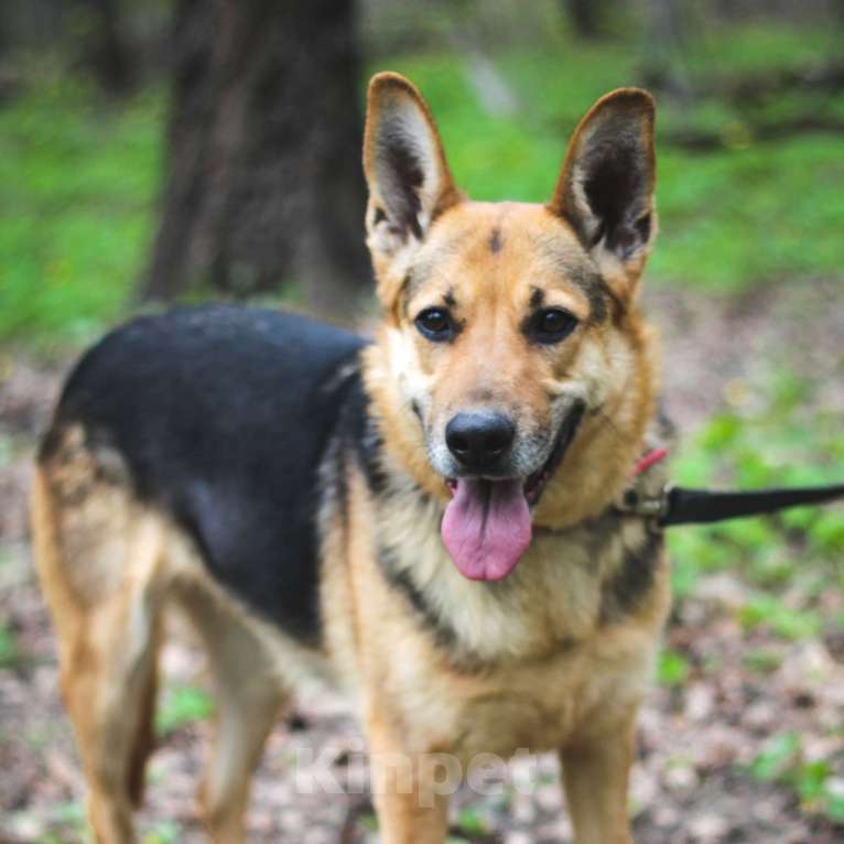 Собаки в Москве: Венеция Девочка, Бесплатно - фото 3