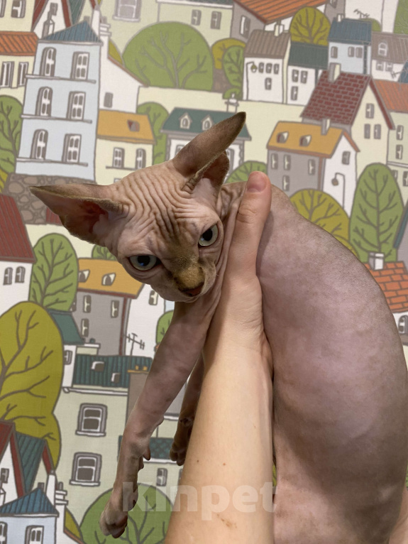 Кошки в Москве: Нежный которебенок  Девочка, 40 000 руб. - фото 3