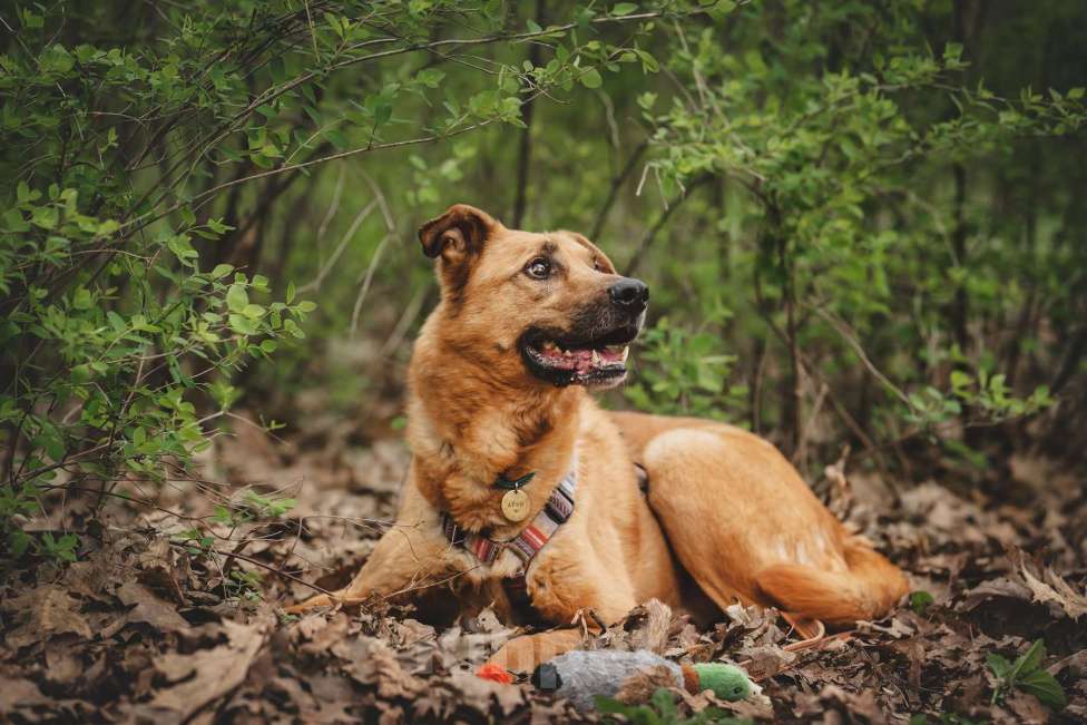 Собаки в Москве: Парень Арчи в добрые руки Мальчик, Бесплатно - фото 6