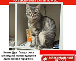 Кошки в Омске: Потерялась кошка. Дуся. Помогите найти  Девочка, 5 000 руб. - фото 1