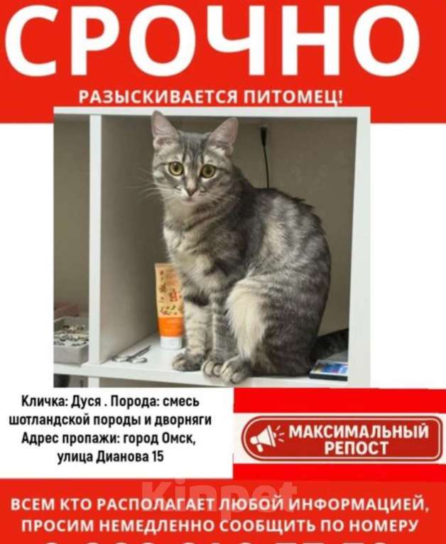 Кошки в Омске: Потерялась кошка. Дуся. Помогите найти  Девочка, 5 000 руб. - фото 1