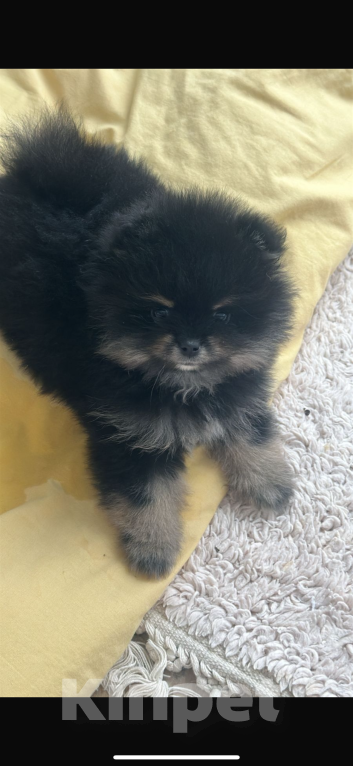 Собаки в других городах Московской области: Малинка Девочка, 40 000 руб. - фото 3