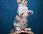 Кошки в Барнауле: Котик-страйт Вальтер🧡 Мальчик, Бесплатно - фото 2