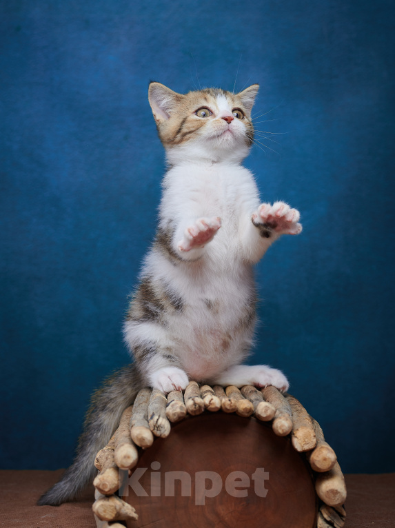 Кошки в Барнауле: Котик-страйт Вальтер🧡 Мальчик, Бесплатно - фото 2