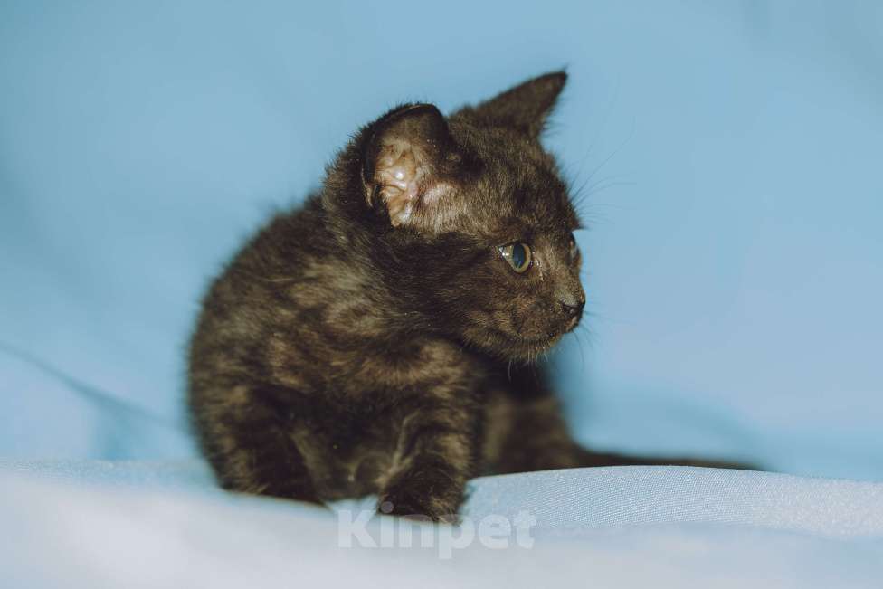 Кошки в Москве: Котенок девочка в добрые руки Девочка, 10 руб. - фото 2