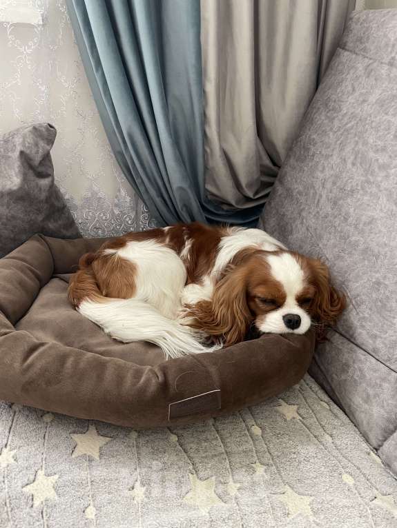 Собаки в Москве: Кавалер Кинг Чарльз Спаниель ВЯЗКА Мальчик, 50 000 руб. - фото 6