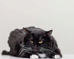 Кошки в Москве: кошка Венера в добрые руки Девочка, Бесплатно - фото 4