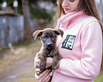 Собаки в Москве: Щенок в добрые руки Девочка, Бесплатно - фото 3