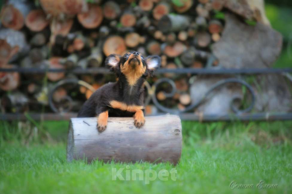 Собаки в Москве: Пражский крысарик девочка Девочка, 90 000 руб. - фото 3