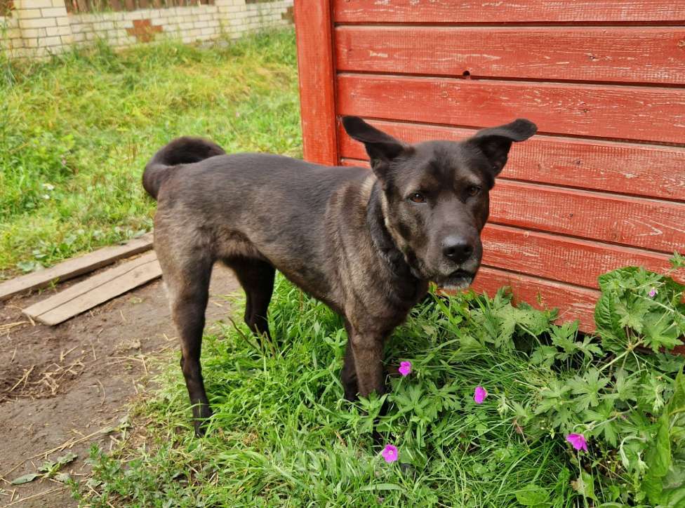Собаки в Санкт-Петербурге: Собака в ответственные руки Девочка, Бесплатно - фото 5