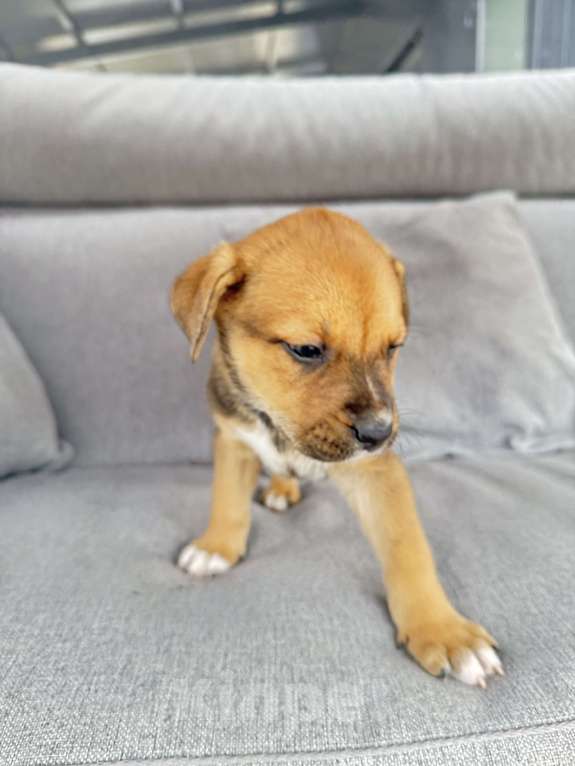Собаки в других городах Калининградской области: Р Мальчик, Бесплатно - фото 2