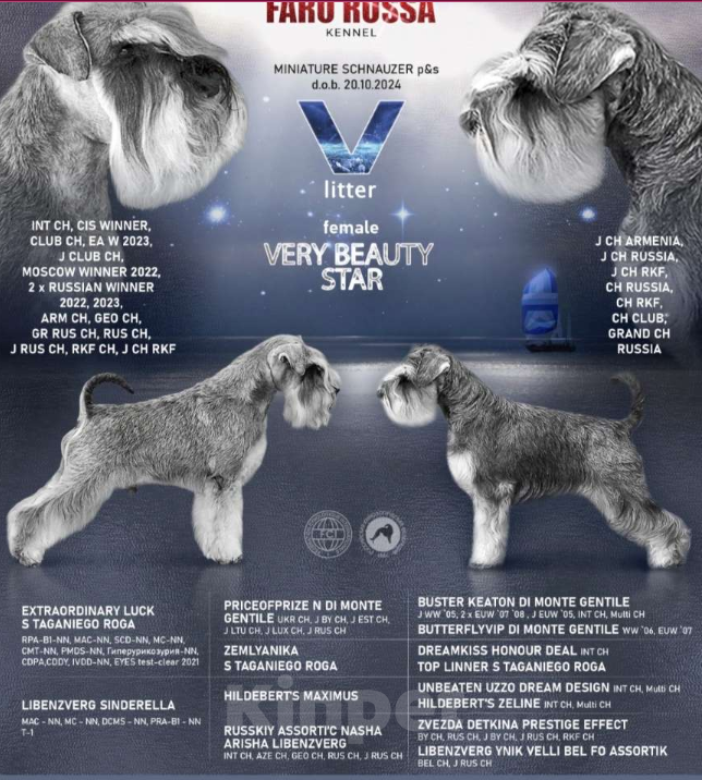 Собаки в Таганроге: Щенок натуральная сука перец-соль Девочка, Бесплатно - фото 4