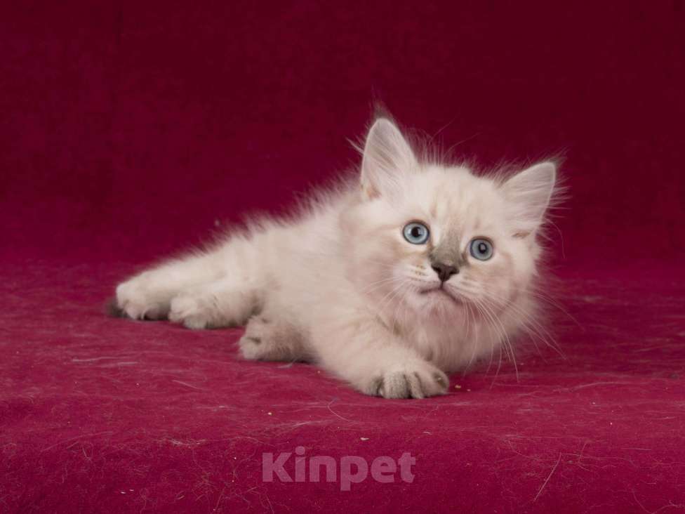 Кошки в Белокурихе: Сибирский котик с голубыми глазами Мальчик, 60 000 руб. - фото 6