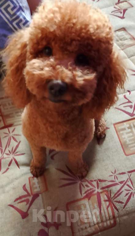 Собаки в Москве: Щенки малого пуделя Девочка, 65 000 руб. - фото 4