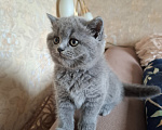 Кошки в Электростали: Британские котята Девочка, 10 000 руб. - фото 1