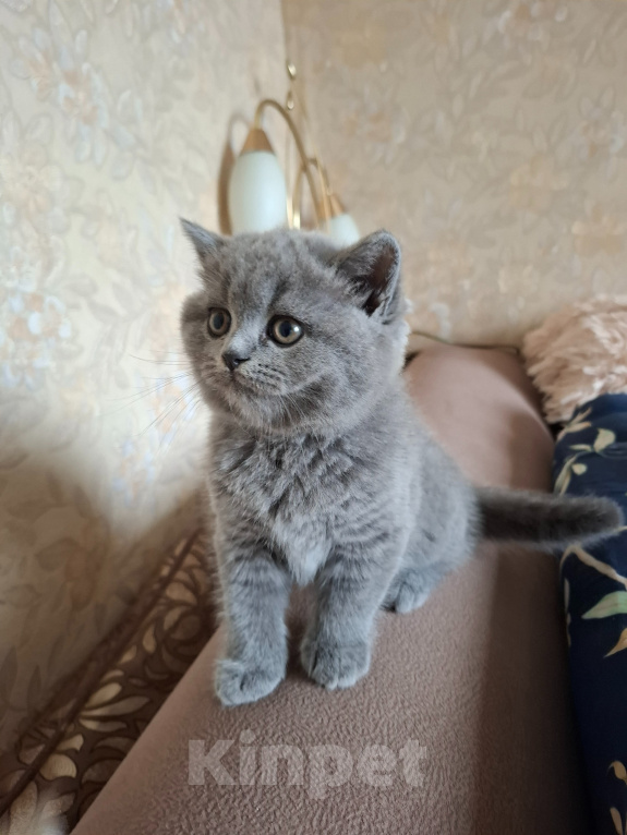 Кошки в Электростали: Британские котята Девочка, 10 000 руб. - фото 1