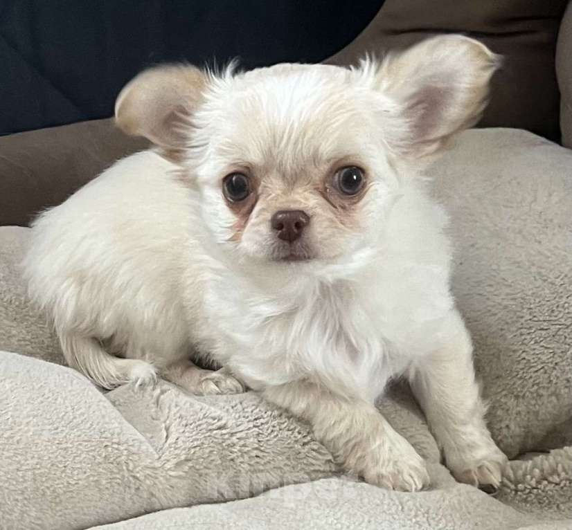 Собаки в Санкт-Петербурге: Щенок чихуахуа, сука Девочка, 50 000 руб. - фото 7