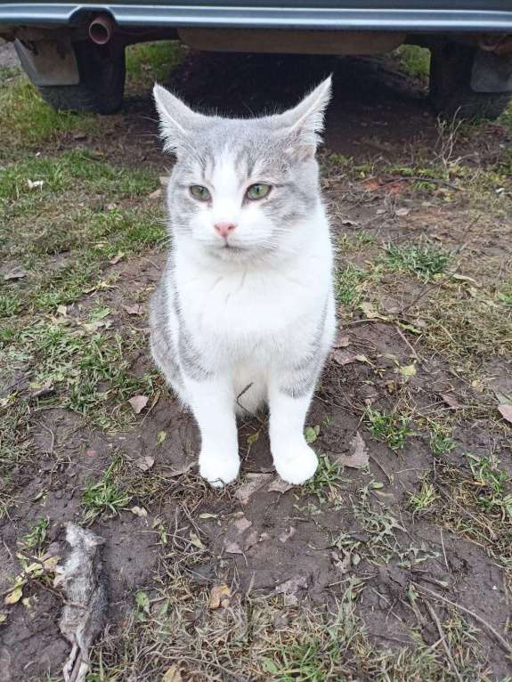 Кошки в Калуге: Отдам в хорошие руки Мальчик, Бесплатно - фото 2
