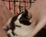 Кошки в Жуковском: Котенок девочка Семечка Девочка, Бесплатно - фото 2