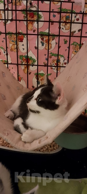 Кошки в Жуковском: Котенок девочка Семечка Девочка, Бесплатно - фото 2