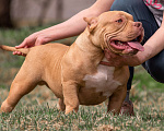 Собаки в Твери: Щенок Американского булли, регистрация ABKC Мальчик, 200 000 руб. - фото 3
