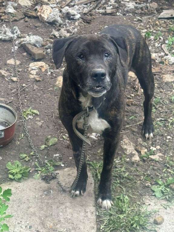 Собаки в Москве: собака (пес) Макс ищет дом Мальчик, Бесплатно - фото 9