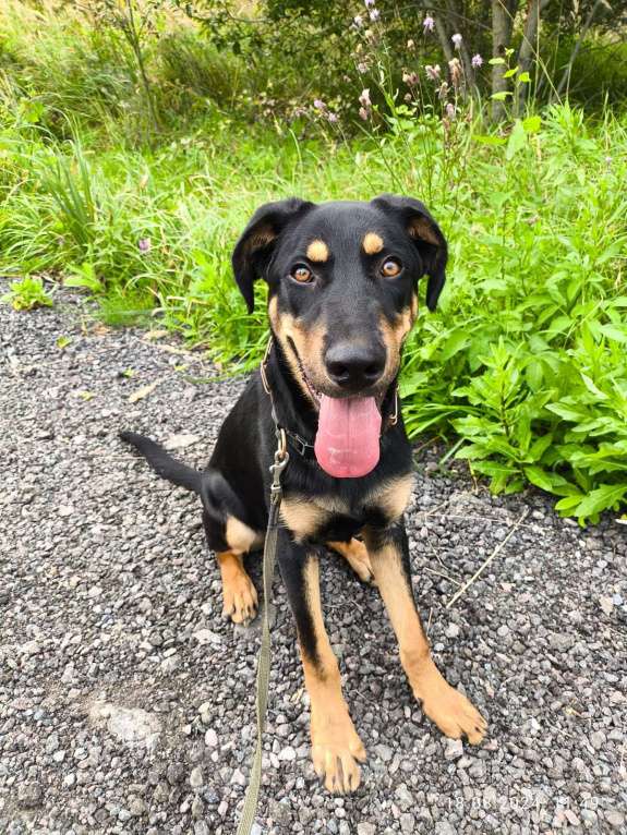 Собаки в Москве: Метис добермана. Щенок Декстер в добрые руки Мальчик, Бесплатно - фото 3