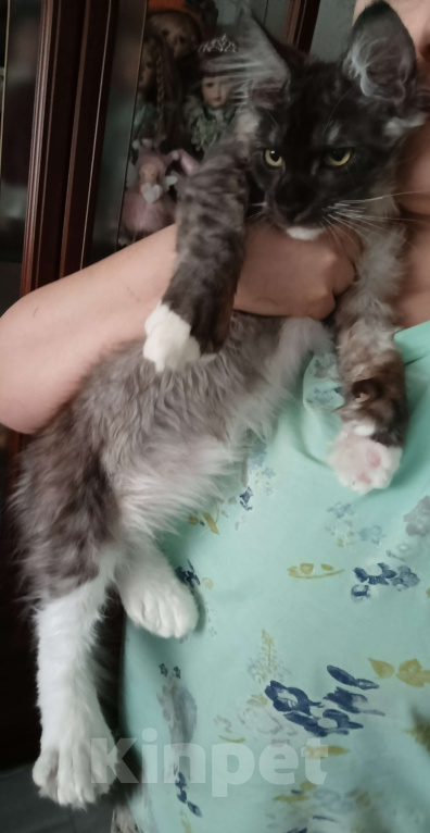 Кошки в Москве: Крупный Мальчик Мальчик, 50 000 руб. - фото 3