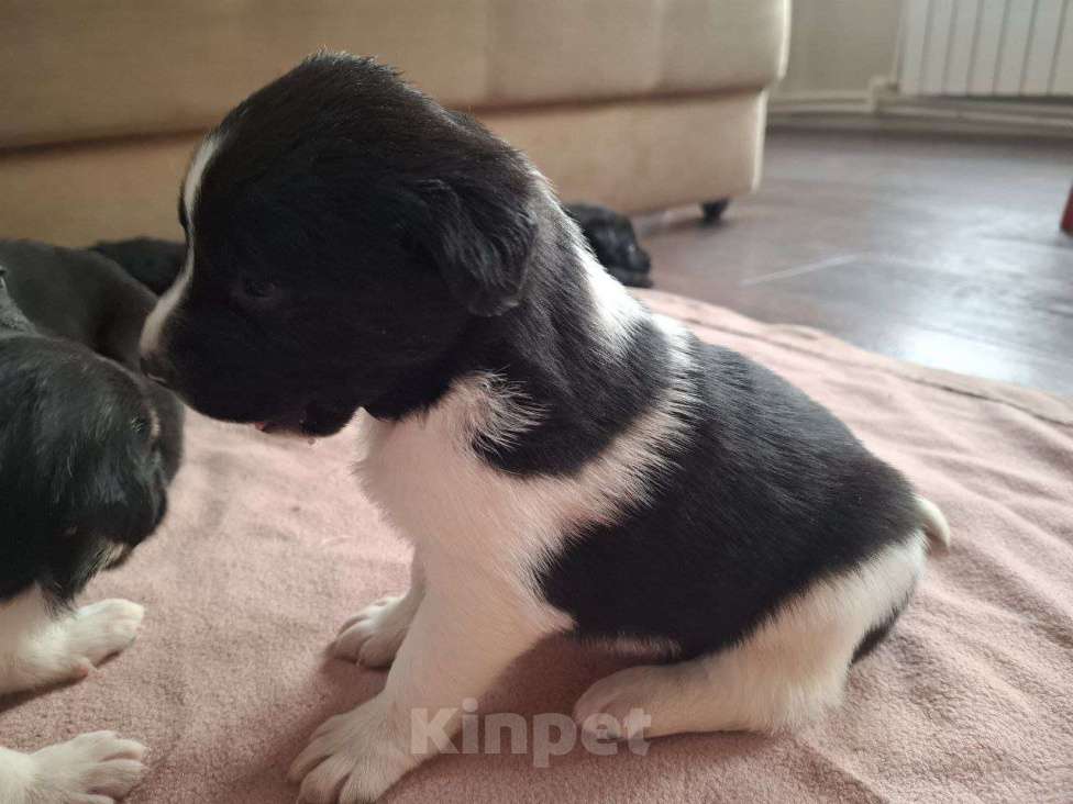 Собаки в других городах Красноярского края: Охранники Мальчик, 1 000 руб. - фото 1