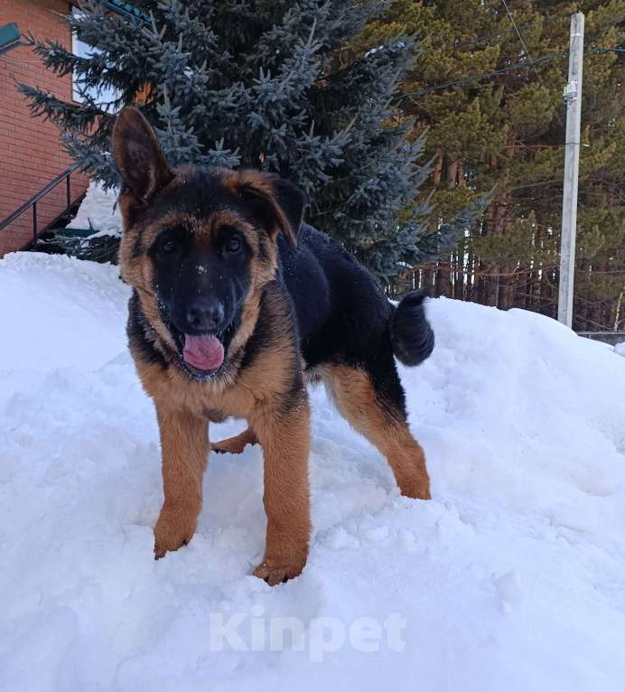 Собаки в Кемерово: Продам щенка немецкой овчарки Девочка, Бесплатно - фото 7