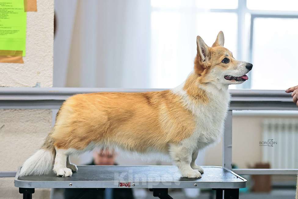 Собаки в Новосибирске: Щенки вельш-корги пемброк Девочка, 65 000 руб. - фото 4