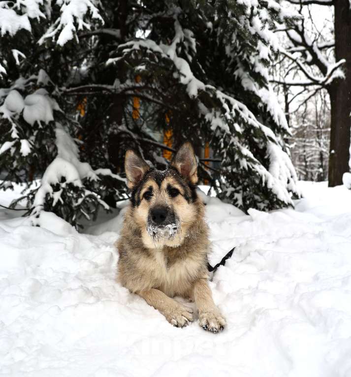 Собаки в Москве: Собака бесплатно Москва Мальчик, Бесплатно - фото 9
