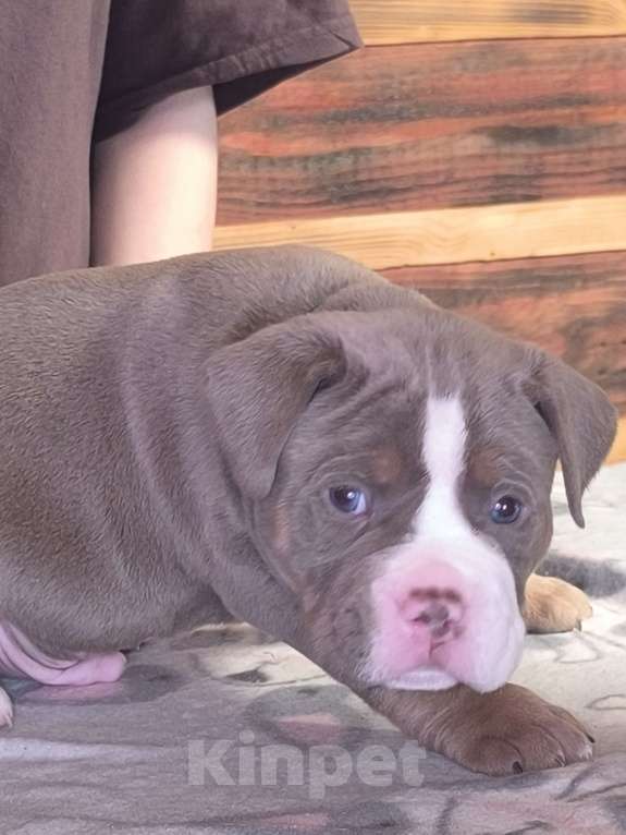 Собаки в Черногорске: Мальчик Мальчик, 140 000 руб. - фото 1