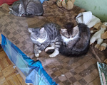 Кошки в Лыткарино: Кот мурзик Мальчик, Бесплатно - фото 2