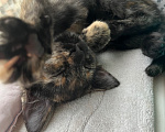 Кошки в Ростове-на-Дону: котенок в добрые руки Девочка, Бесплатно - фото 1