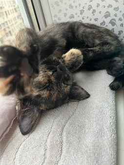 котенок в добрые руки