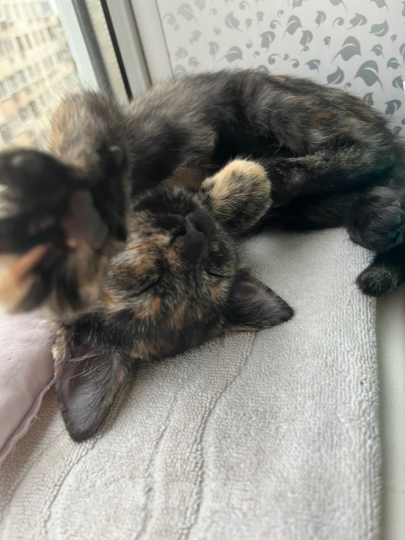Кошки в Ростове-на-Дону: котенок в добрые руки Девочка, Бесплатно - фото 1