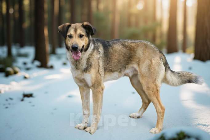 Собаки в Санкт-Петербурге: Добрый, домашний молодой пёс Арчи ищет дом Мальчик, Бесплатно - фото 1